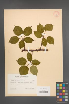 Rubus opacus [KOR 8962]