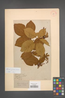 Rubus opacus [KOR 10871]