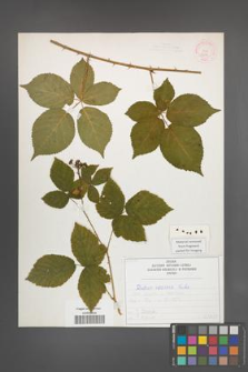 Rubus opacus [KOR 52590]