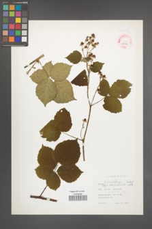 Rubus orthostachoides [orthostachyoides] [KOR 32323]