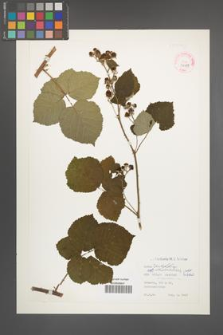 Rubus orthostachoides [orthostachyoides] [KOR 32313]