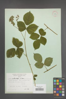 Rubus orthostachys [KOR 30720]