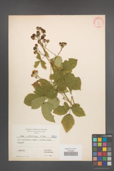 Rubus orthostachys [KOR 5823]