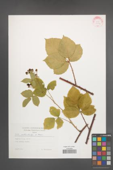 Rubus orthostachys [KOR 29296]
