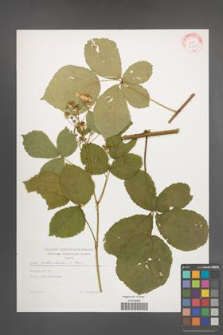 Rubus orthostachys [KOR 29295]
