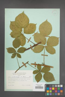 Rubus orthostachys [KOR 23849]