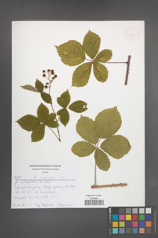 Rubus orthostachys [KOR 52647]