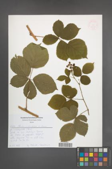 Rubus orthostachys [KOR 52627]