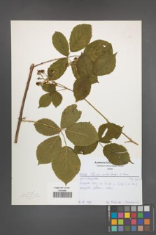 Rubus orthostachys [KOR 52188]