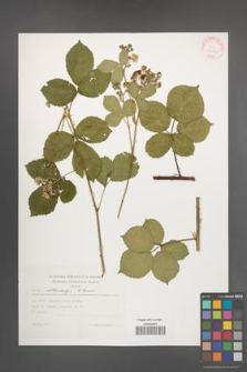 Rubus orthostachys [KOR 30545]