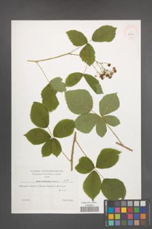 Rubus orthostachys [KOR 39511]