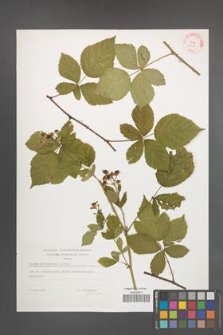 Rubus orthostachys [KOR 29404]