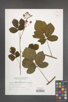 Rubus orthostachys [KOR 39623]