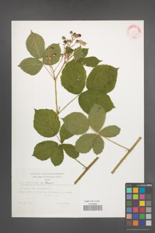 Rubus orthostachys [KOR 32341]