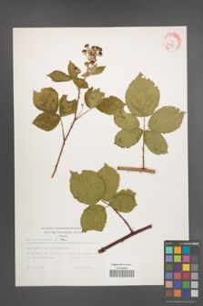 Rubus orthostachys [KOR 32340]