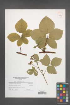 Rubus orthostachys [KOR 40803]