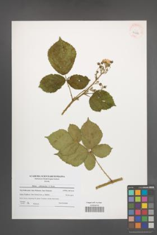 Rubus orthostachys [KOR 41202]