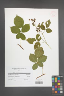 Rubus orthostachys [KOR 42111]