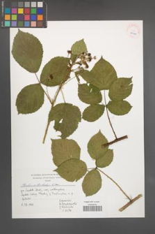 Rubus orthostachys [KOR 40230]