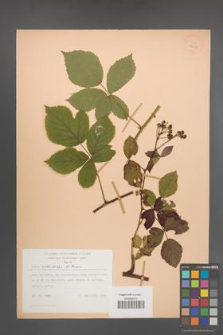 Rubus orthostachys [KOR 28008]