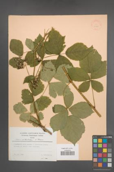 Rubus orthostachys [KOR 30708]
