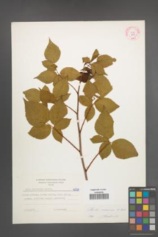 Rubus nessensis [KOR 6058]