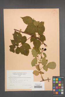 Rubus nessensis [KOR 23453]