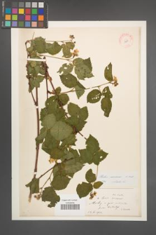 Rubus nessensis [KOR 10891]