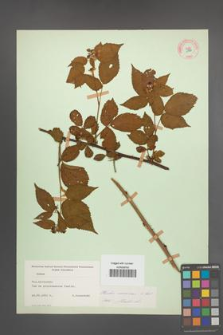 Rubus nessensis [KOR 10867]