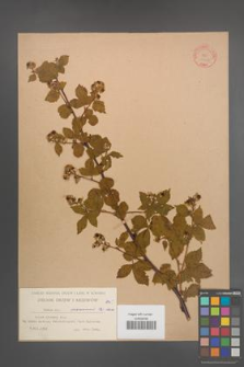 Rubus nessensis [KOR 10626]