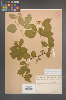 Rubus nessensis [KOR 1691]