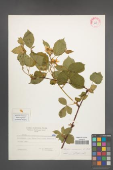 Rubus nessensis [KOR 6198]