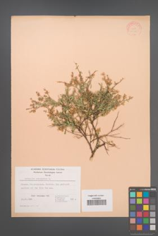 Anthyllis hermanniae [KOR 21034]