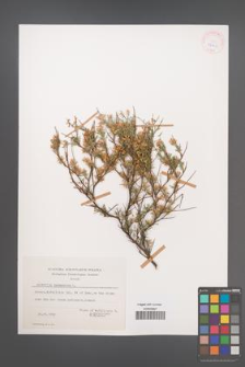 Anthyllis hermanniae [KOR 27661]