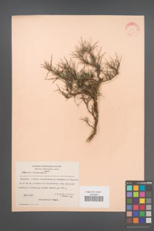 Anthyllis hermanniae [KOR 21058]