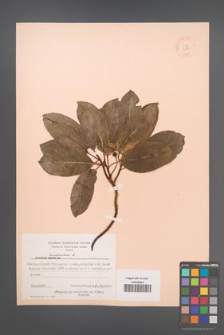 Arbutus andrachne [KOR 11891]