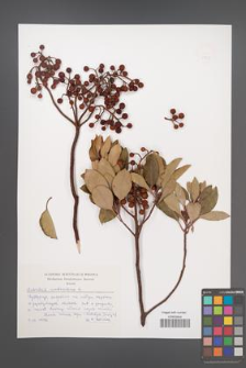 Arbutus andrachne [KOR 49552]