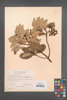 Arbutus andrachne [KOR 21078]