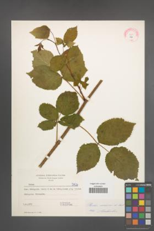Rubus nessensis [KOR 5826]