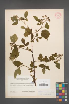 Rubus nessensis [KOR 5817]