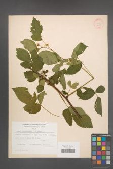 Rubus nessensis [KOR 30800]