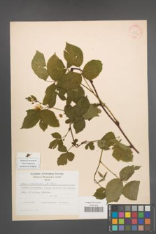 Rubus nessensis [KOR 30806]