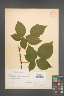 Rubus nessensis [KOR 8755]