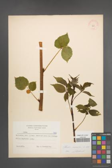 Rubus nessensis [KOR 7490]