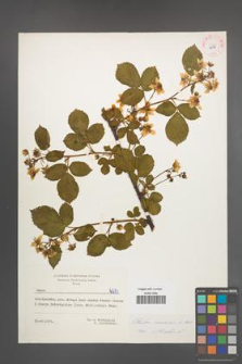 Rubus nessensis [KOR 6273]