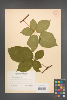 Rubus nessensis [KOR 10864]