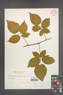 Rubus nessensis [KOR 8952]