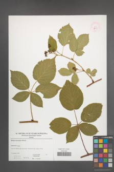 Rubus nessensis [KOR 52905]