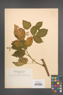 Rubus nessensis [KOR 30788]