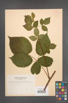 Rubus nessensis [KOR 30785]